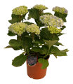 Hortensia 21 cm potte